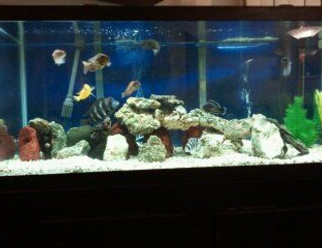 55 gallons freshwater fish tank (mostly fish and non-living decorations) - 75 gallon lace & lava rock. cichlid substrate & white gravel mixed.