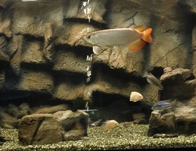 freshwater fish tank (mostly fish and non-living decorations) - Alien Amazon
5'x 30"x 30"