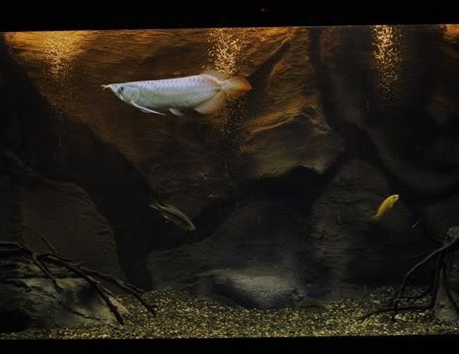 freshwater fish tank (mostly fish and non-living decorations) - Modern Amazon
Consist of Arowana and Cichlids.
Tank 5' x 2' x 2'