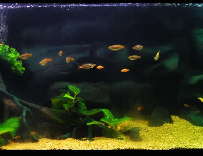 freshwater fish tank (mostly fish and non-living decorations) - I have special memory with this tank. its a 15 year old tank. Was not use for a very long time. We try to make it alive again.
Fish mostly cichlids.
5' x 2' x 2' tank size