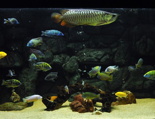 freshwater fish tank (mostly fish and non-living decorations) - My first 3D BG. 3 year old.
Made out of styrofoam.(no good)
We had to repair and add new materials after two years.
Consist of Arowana and cichlids.
5' x 30" x 30" tank size