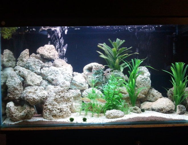 freshwater fish tank (mostly fish and non-living decorations) - My 36g set up ready for getting my first mbuna, it looks quite different now.
