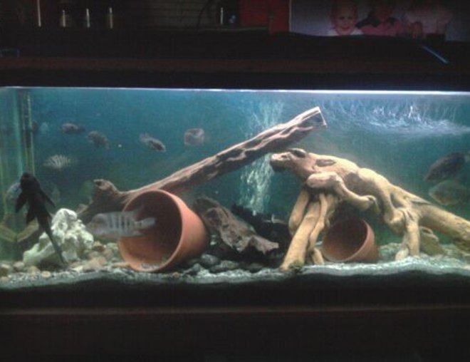 55 gallons freshwater fish tank (mostly fish and non-living decorations) - 55 gal