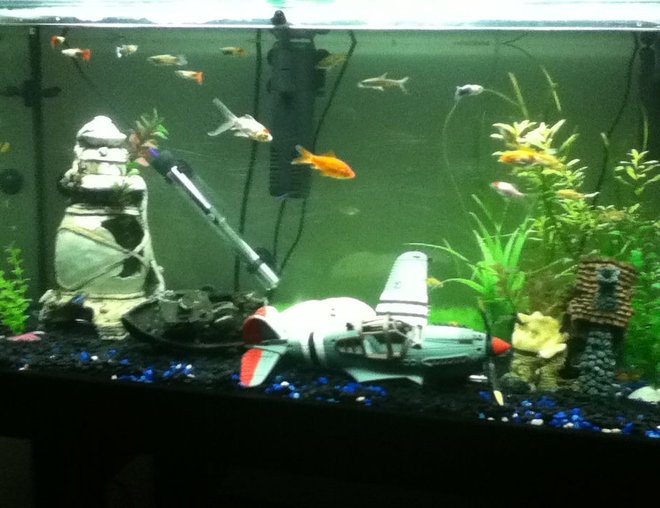 55 gallons freshwater fish tank (mostly fish and non-living decorations) - my fish tank will soon be getting a huge wooden structure thing my fish are all hiding  hav 4 silver sharks