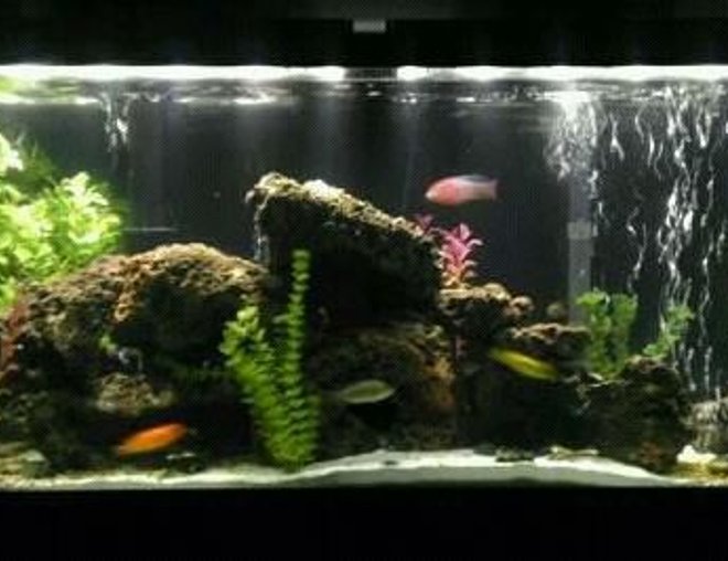 55 gallons freshwater fish tank (mostly fish and non-living decorations) - My Tank....