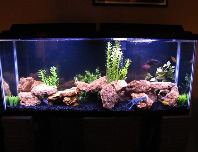 55 gallons freshwater fish tank (mostly fish and non-living decorations) - I got a fish tank with sharks in it