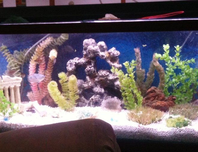55 gallons freshwater fish tank (mostly fish and non-living decorations) - my 55