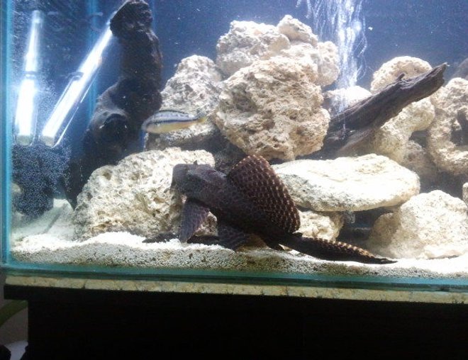 freshwater fish tank (mostly fish and non-living decorations) - Gibby