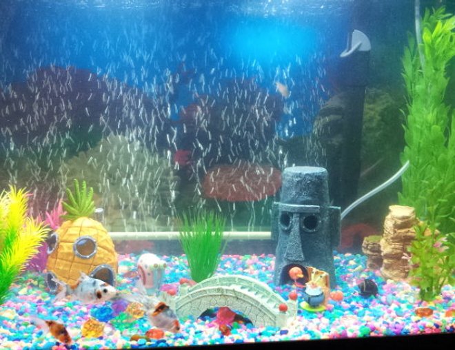 20 gallons freshwater fish tank (mostly fish and non-living decorations) - My 20 gallon Spongebob goldfish / cory catfish tank