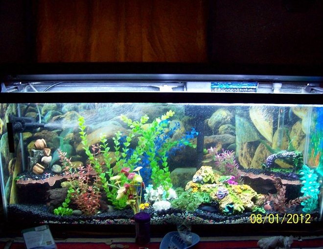 55 gallons freshwater fish tank (mostly fish and non-living decorations) - Morning Lighting For Fish 10k super daylight