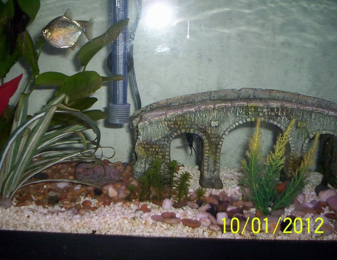 55 gallons freshwater fish tank (mostly fish and non-living decorations) - angels and silver dollars swimming around the tank