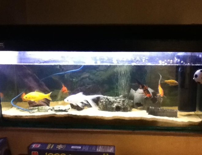 freshwater fish tank (mostly fish and non-living decorations) - its my 2 year old fish tank 
my fish tank is a old school cold water fish tank i just have some gold fish and some objects in the tank