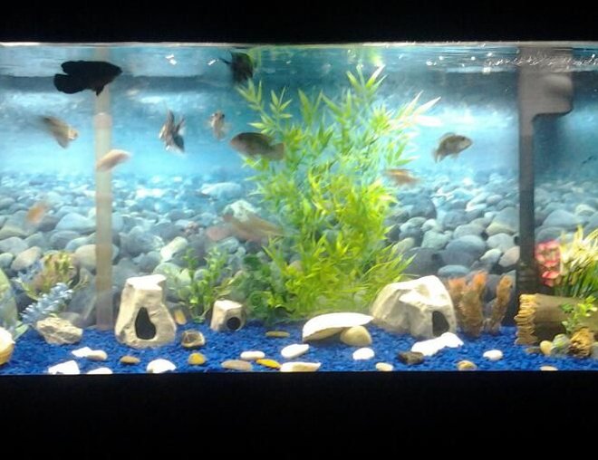 55 gallons freshwater fish tank (mostly fish and non-living decorations) - This is my first tank. its a 55G fresh water tank.