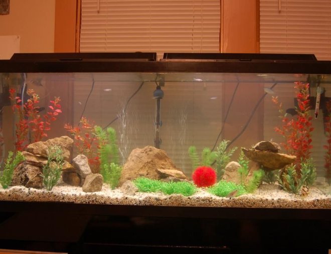 55 gallons freshwater fish tank (mostly fish and non-living decorations) - 55 gallon, with rocks and fake plants (for now)