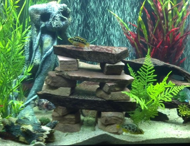 55 gallons freshwater fish tank (mostly fish and non-living decorations) - My 56 Gal Cichlid tank