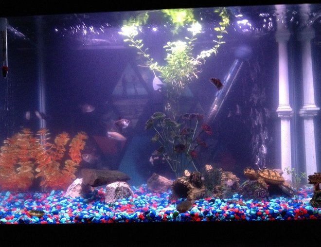 20 gallons freshwater fish tank (mostly fish and non-living decorations) - my tank 3/9/12