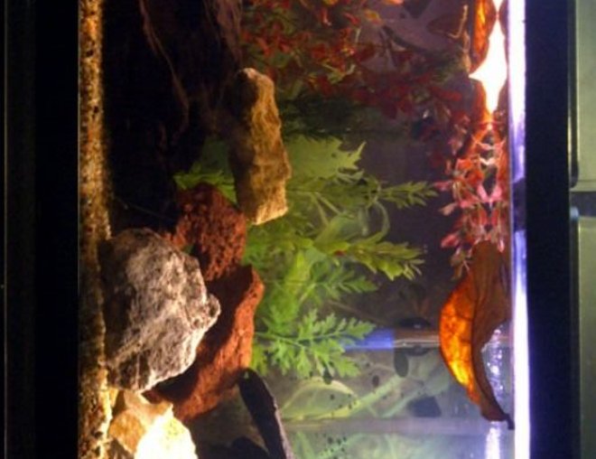 55 gallons freshwater fish tank (mostly fish and non-living decorations) - My Blackwater Aquarium