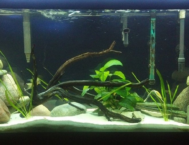 55 gallons freshwater fish tank (mostly fish and non-living decorations) - 55 Gallon Tanganyika Cichlid Tank