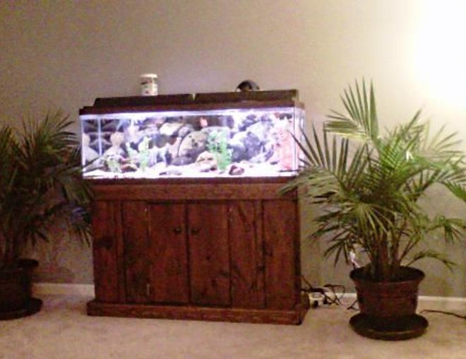 55 gallons freshwater fish tank (mostly fish and non-living decorations)