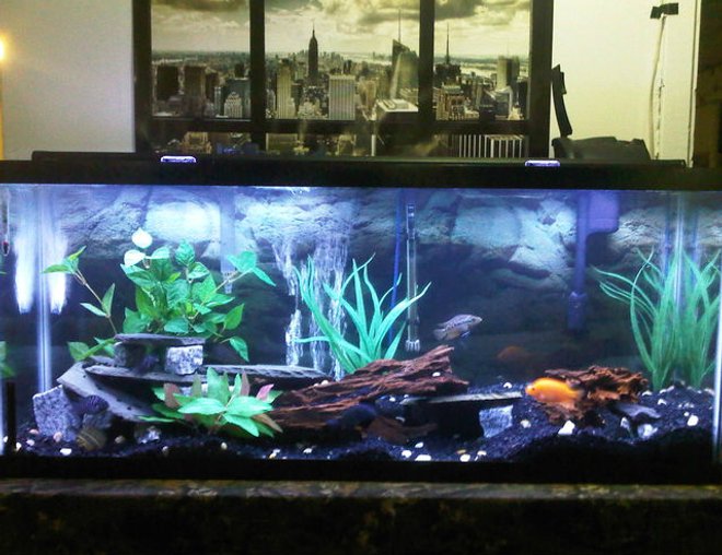 55 gallons freshwater fish tank (mostly fish and non-living decorations)