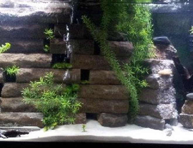 55 gallons freshwater fish tank (mostly fish and non-living decorations) - Many hiding places for fish. Fish
are able to swim through various
sections of the brick wall which is
build n a pyramid shape.