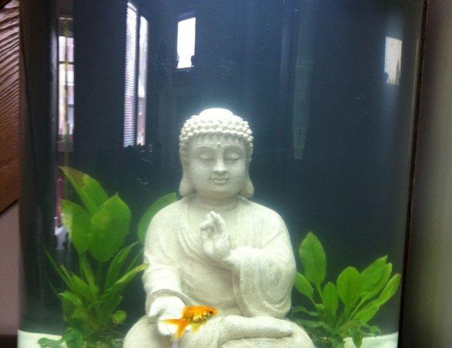 20 gallons freshwater fish tank (mostly fish and non-living decorations)