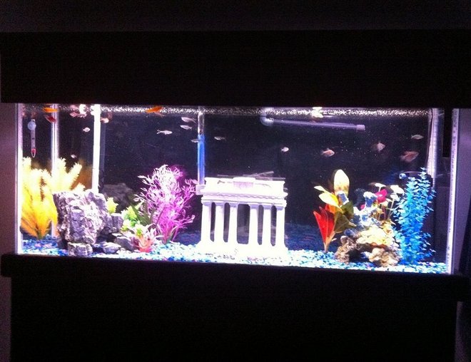 55 gallons freshwater fish tank (mostly fish and non-living decorations)