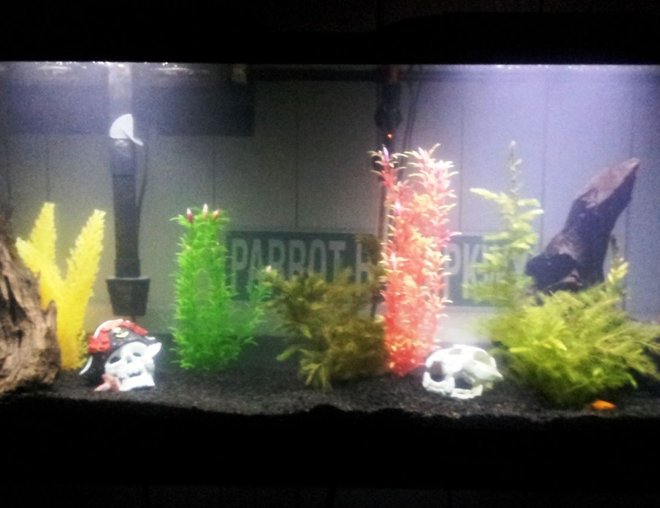 55 gallons freshwater fish tank (mostly fish and non-living decorations) - 2 Blue Diamond Discus, 2 Baby Blue Panda Discus, 2 Gold Twin-barred Platy, 1 Red Wag Platy, 1 Algae Eater