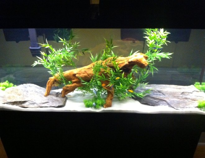 55 gallons freshwater fish tank (mostly fish and non-living decorations) - a front view of the tank