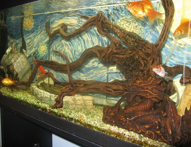 55 gallons freshwater fish tank (mostly fish and non-living decorations) - 55 gallon freshwater tank for goldfish