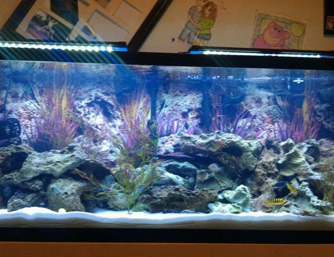 55 gallons freshwater fish tank (mostly fish and non-living decorations) - 3 ornament, 55 gallon tank, Stand
(I
built), Background, Pure white
sand,
Digital thermometer, 2 24 inch
glass
canopy, 2 marineland 24 inch led's,
48 inch double t5 fixture, Actinic
bulb, 10k bulb, Extra color-max
bulb, 950 circulation fan, 500
circulation fan, 30 powerhead, 80
gallon fluval heater, Marineland
100
gallon canister, 2 6 plug timers,
Auto feeder, Lots of dead rock
FISH:
1 Frontosa ciclid, 1 Black ghost
knife, 1 African Leaf fish, 1
Dinosaur Bichir, 1 Ram ciclid, 3
kinds of Peacock ciclids, 3
electric
blue ciclids, 4 electric yellow
ciclids, 1 Afra ciclid, 2 Acei, 1
Angelica Boita, 2 Jack Dempsy, 2
African Featherfin catfish, 2 Black
convicts (male and female), 1
rubber
lip pleco, 1 Chinese algae eater, 2
Auratus ciclid (blue and yellow), 1
orange ciclid, 1Geophegus,peacock
eel and moliro ciclid