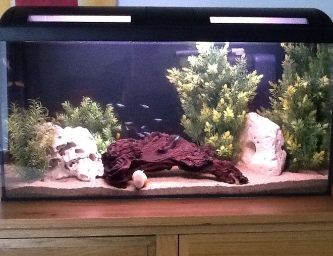 20 gallons freshwater fish tank (mostly fish and non-living decorations)