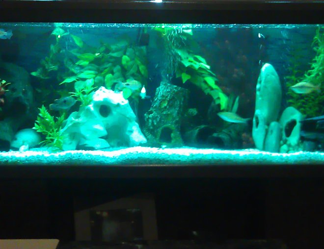 55 gallons freshwater fish tank (mostly fish and non-living decorations) - 4ft cichlid tank ,55 gallons
