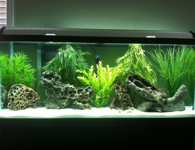 55 gallons freshwater fish tank (mostly fish and non-living decorations) - Community tank