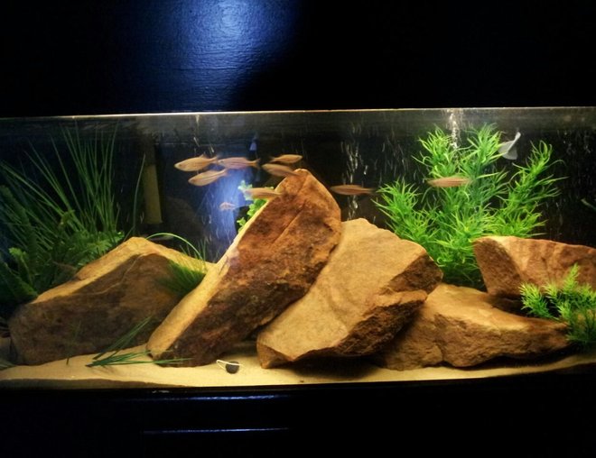 freshwater fish tank (mostly fish and non-living decorations) - 55 Gallon. Sand, Sandstone, and fake plants. Ten Giant Danios and Four Polka Dot Loaches.