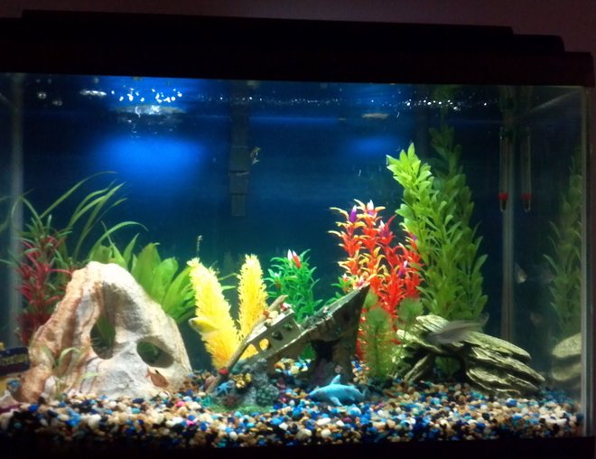 20 gallons freshwater fish tank (mostly fish and non-living decorations) - my tank