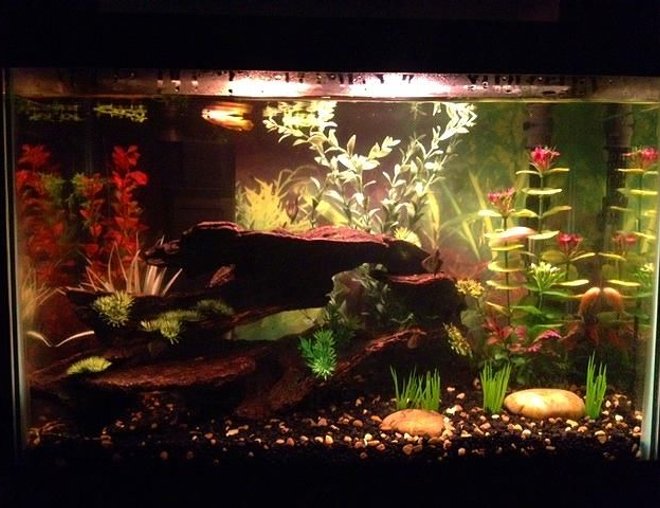 20 gallons freshwater fish tank (mostly fish and non-living decorations) - My tank with Golden Wonder lurking
at the top.