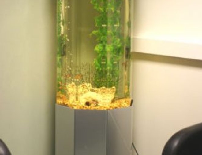 20 gallons freshwater fish tank (mostly fish and non-living decorations) - 20 gallon column. plastic plants and real river rock in back corner.