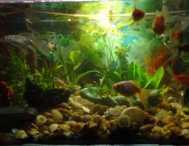 55 gallons freshwater fish tank (mostly fish and non-living decorations) - 55gl freshwater fish tank
