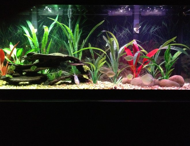 55 gallons freshwater fish tank (mostly fish and non-living decorations) - 55 gallon Freshwater
2 Marineland Bio 350 Filters
Fluval G3 Digital Canister Filter
Fluval Heater
All artificial plants

6 Silver Dollars
2 Blue Gourami