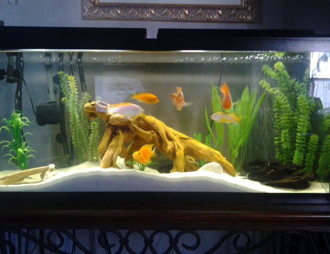 55 gallons freshwater fish tank (mostly fish and non-living decorations) - white sand, drift wood, white rocks, fake plant decorations, nexx filter, 3 African Cichlids, 4 blood  parrots, Common pleco