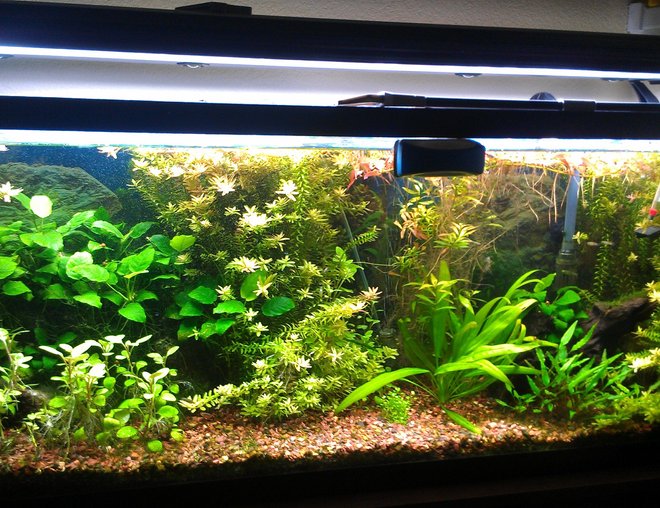 55 gallons freshwater fish tank (mostly fish and non-living decorations) - My tank