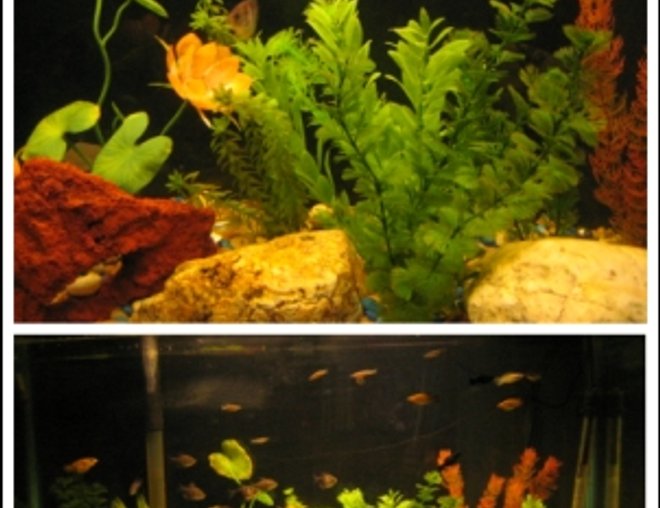 55 gallons freshwater fish tank (mostly fish and non-living decorations) - 55 gallon