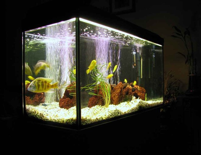 50 gallons freshwater fish tank (mostly fish and non-living decorations) - My malawi tank