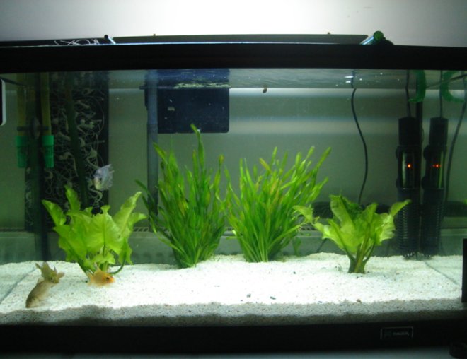 75 gallons freshwater fish tank (mostly fish and non-living decorations) - this is a little 20g tank i just set up contains koi