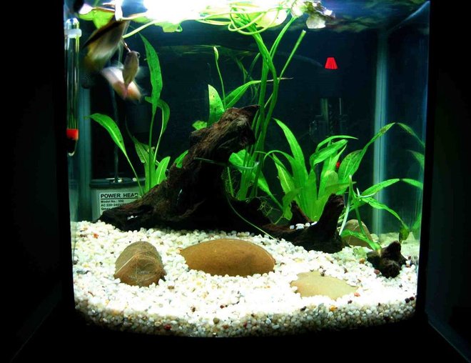 5 gallons freshwater fish tank (mostly fish and non-living decorations) - tank 4