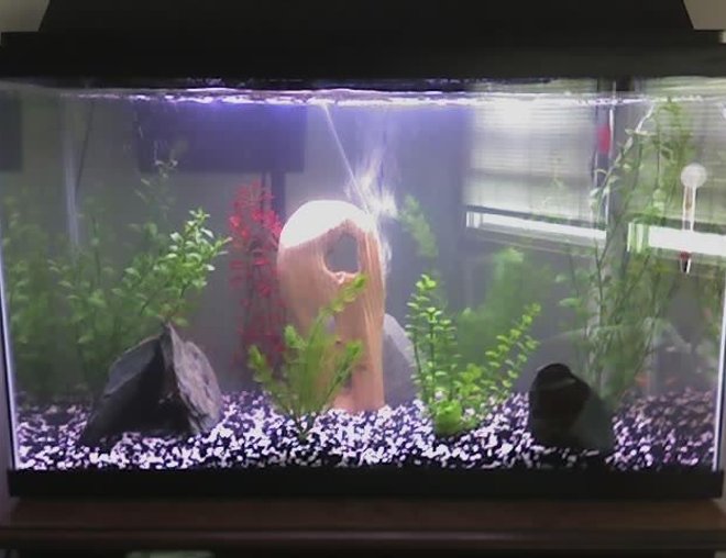 29 gallons freshwater fish tank (mostly fish and non-living decorations) - i no longer have this tank, I have recently purchased a 75 gallon =) pictures soon