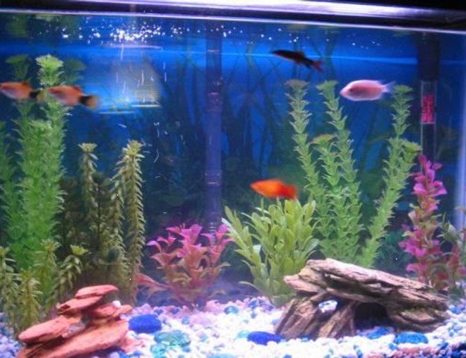 20 gallons freshwater fish tank (mostly fish and non-living decorations) - 20 Gal Tank