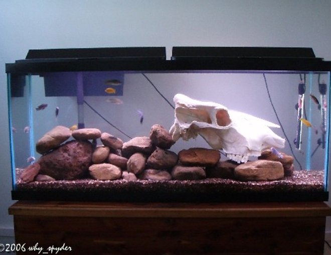 55 gallons freshwater fish tank (mostly fish and non-living decorations) - My Mbuna Tank