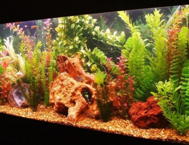 55 gallons freshwater fish tank (mostly fish and non-living decorations) - Gourami Heaven